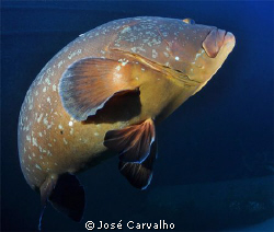 Giant grouper at the Madeirense Wreck, Porto Santo, Portu... by José Carvalho 